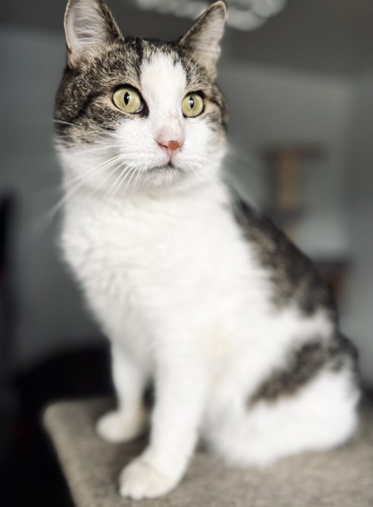 koty do adopcji