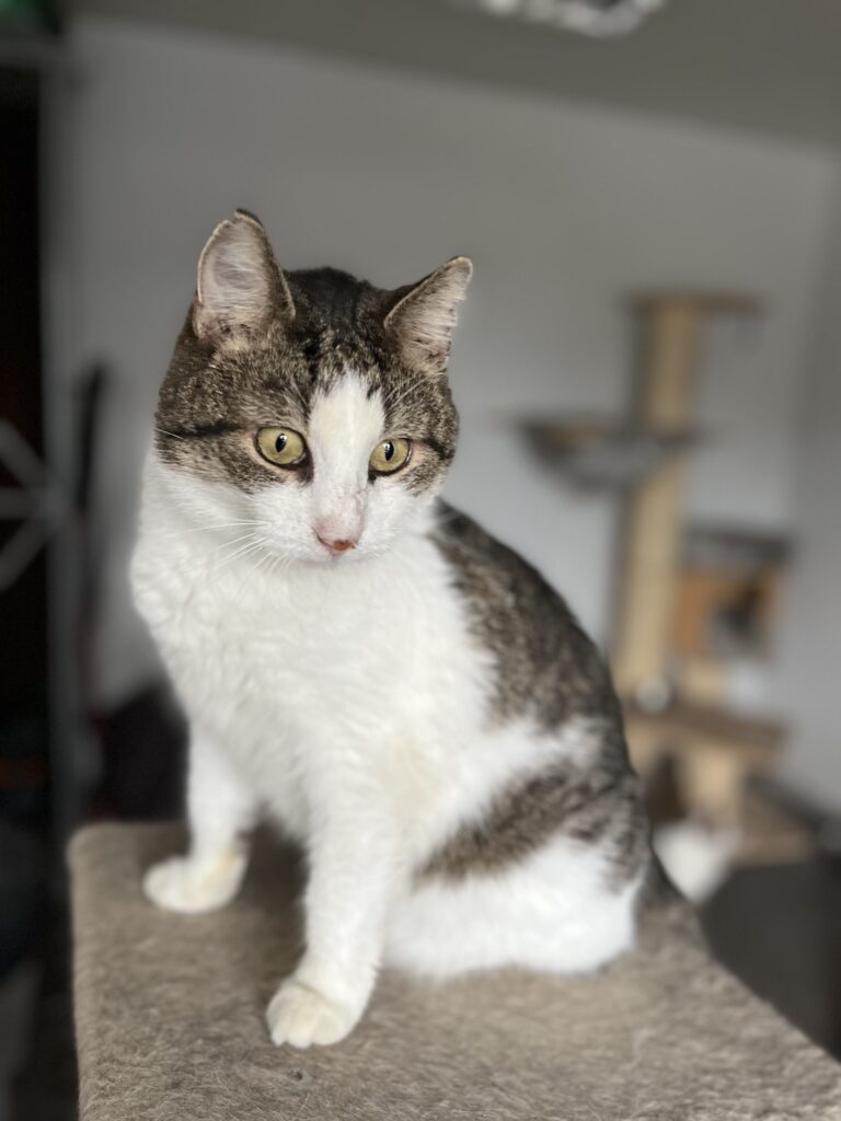 koty do adopcji